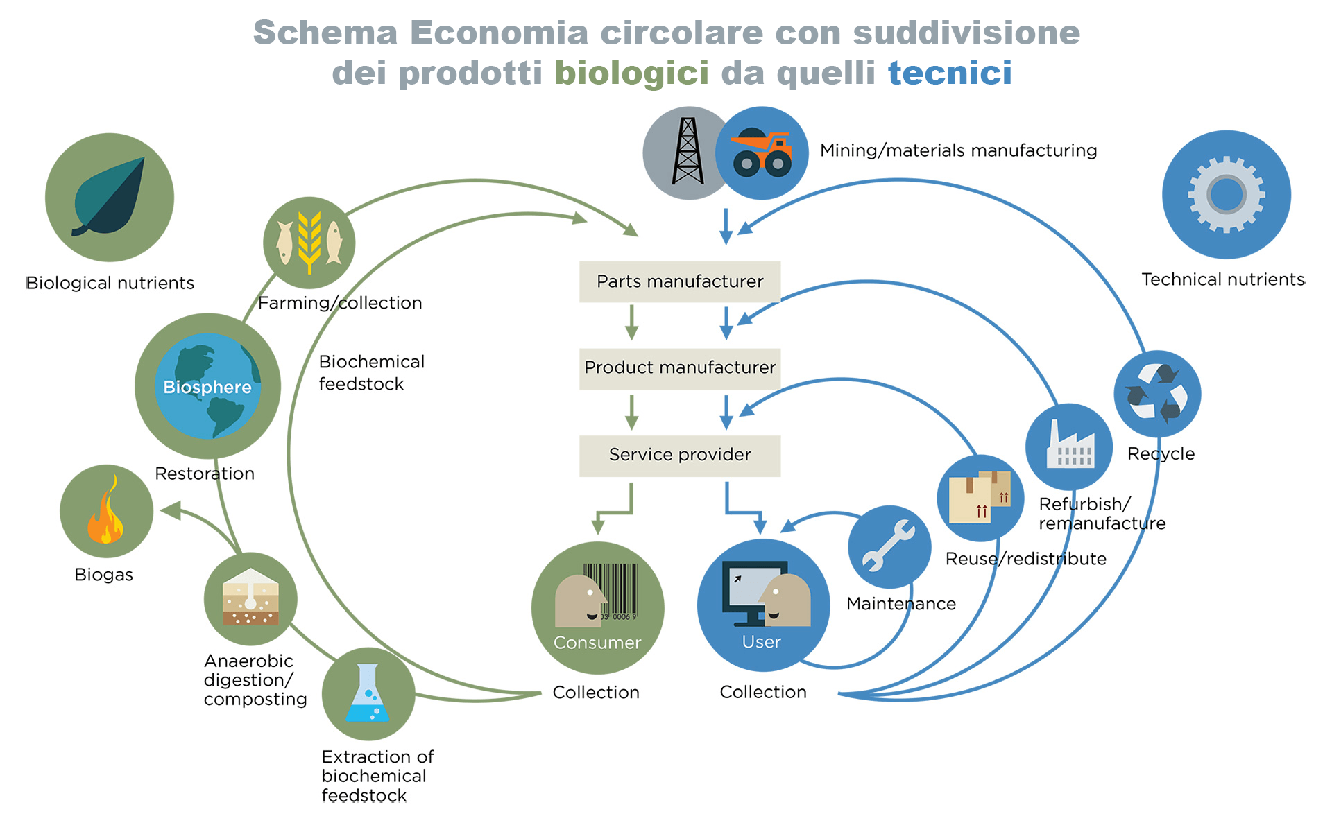 Rappresentazione schematica dell'economia circolare, con suddivisione tra prodotti biologici e tecnici