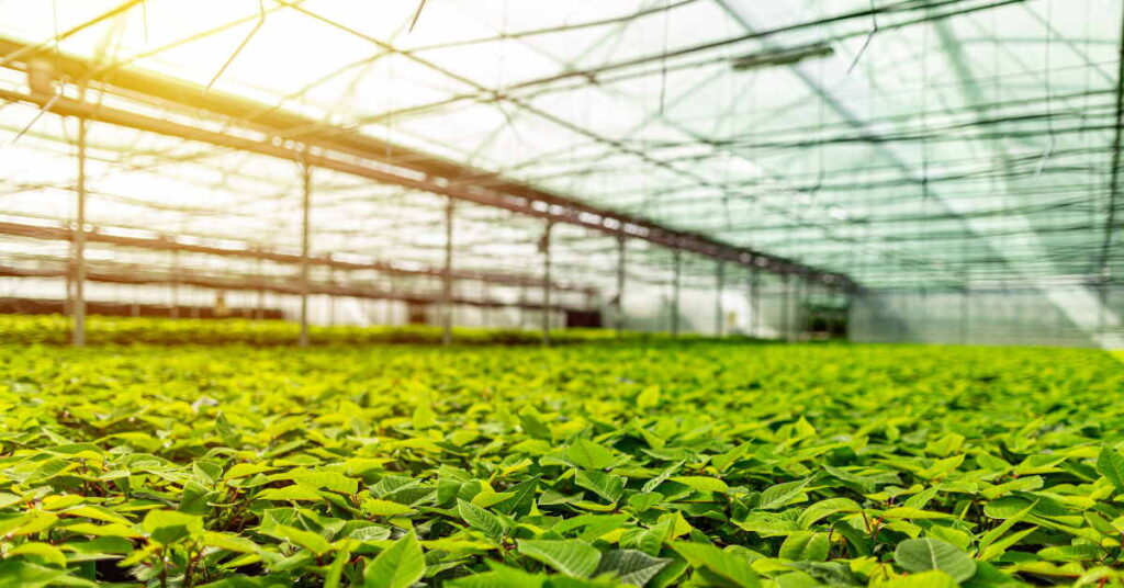 settore florovivaistico